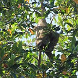 Costa Rica20150402-1550-0797